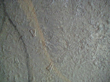 Load image into Gallery viewer, Palomino Baby 36 x 36