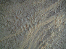 Load image into Gallery viewer, Palomino Baby 36 x 36