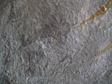 Load image into Gallery viewer, Golden Chestnut 24 x 24