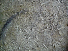 Load image into Gallery viewer, Alex 48 x48