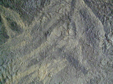 Load image into Gallery viewer, Palomino Baby 36 x 36