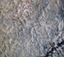 Load image into Gallery viewer, Grey Arabian 20 x 20