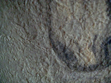 Load image into Gallery viewer, Palomino Baby 36 x 36