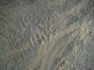 Palomino Baby 36 x 36