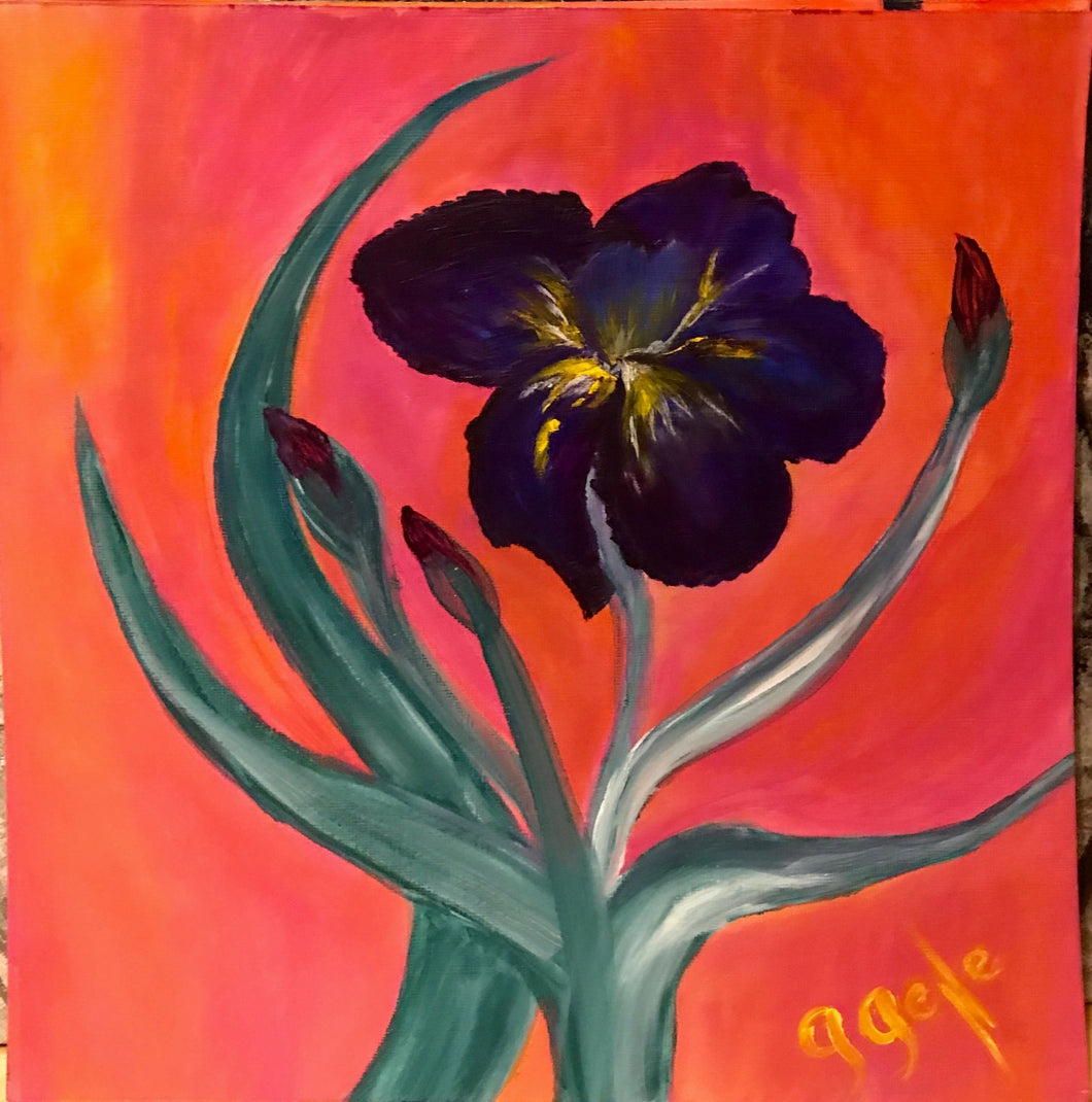 Iris 12x12