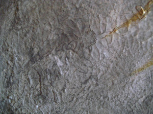Golden Chestnut 24 x 24